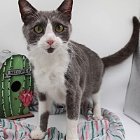 adopt a pet