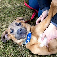 adopt a pet