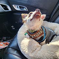 adopt a pet