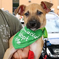 adopt a pet