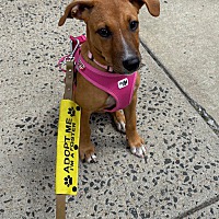 adopt a pet