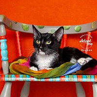 adopt a pet