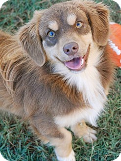 mini aussie cavalier king charles mix