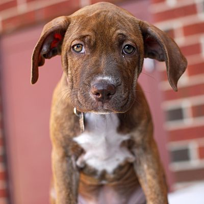 Detroit, MI - Labrador Retriever/Terrier (Unknown Type, Medium). Meet ...