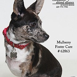 Thumbnail photo of Mulberry (Foster) #2