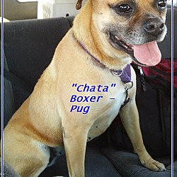 Thumbnail photo of Chata (in process of adoption) #1