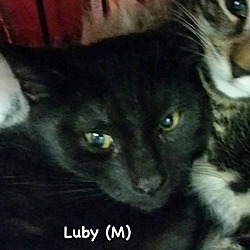 Thumbnail photo of Luby #3
