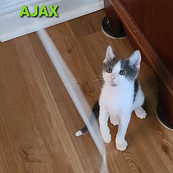 Thumbnail photo of To AJAX #3