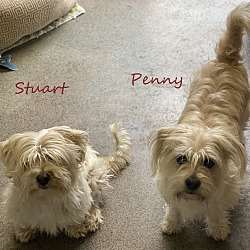 Thumbnail photo of Penny (&Stuart) #1