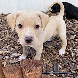 Thumbnail photo of Adorable Pit lab pups #3