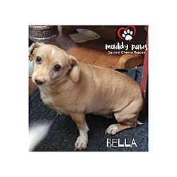 Thumbnail photo of Bella (Courtesy Post) #4