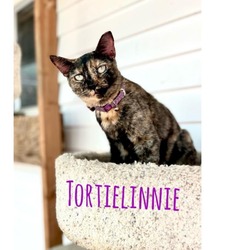 Photo of Tortielinnie