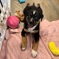 adopt a pet