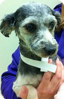 Yorkville Il Lowchen Meet Szechuan A Pet For Adoption