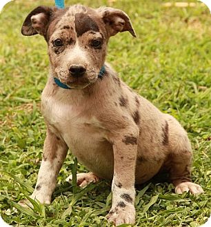 Albany Ny American Staffordshire Terrier Meet Dots Cd A Pet