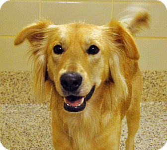 Aiken Sc Golden Retriever Meet Arlo A Pet For Adoption