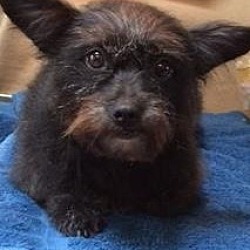 Thumbnail photo of Pepper, perfect little sweety #1