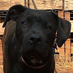 Cane Corso Puppies For Sale In Oregon Adoptapet Com