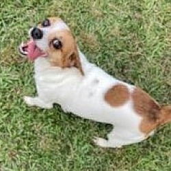 Puppies For Sale In Portsmouth New Hampshire Adoptapet Com