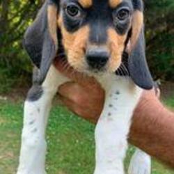 Photo of Beagle Male 6