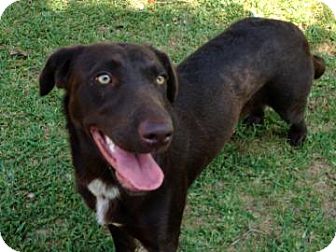 Cedar Bluff Al Labrador Retriever Meet Milkshake A Pet For