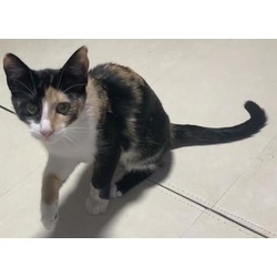 Thumbnail photo of Calico #3