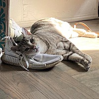 adopt a pet