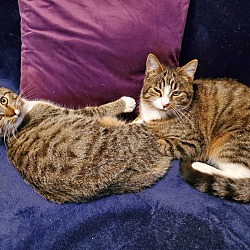 bonded pet photo