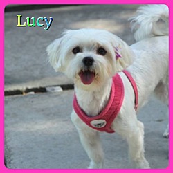 Thumbnail photo of Lucy #2