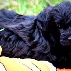 Thumbnail photo of LULU(OUR "BICH-POO" PUPPY! #2