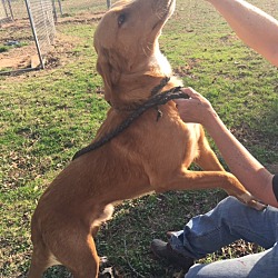 Thumbnail photo of Rusty pending adoption #2