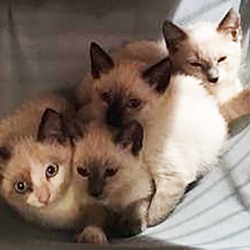 Thumbnail photo of Siamese Kittens #3