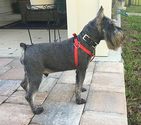 schnauzer dogs for adoption