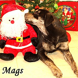 Thumbnail photo of Mags~adopted! #4