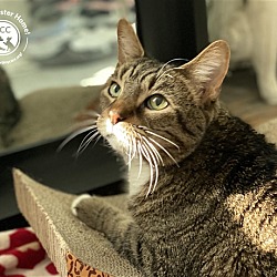 Animal Care Centers of NYC | Manhattan in New York, New York