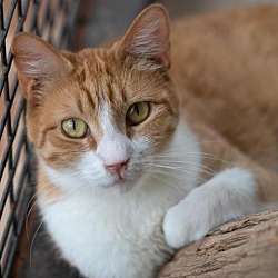 Thumbnail photo of Lily #1