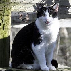 Photo of Sweetie - NC