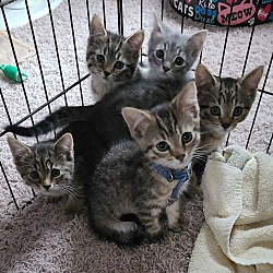 Photo of 6 adorable tabbies