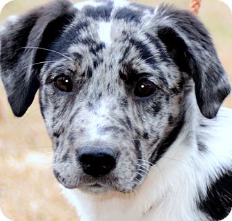 catahoula leopard dog adoption