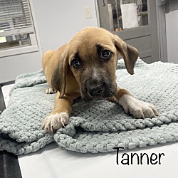 Photo of Tanner