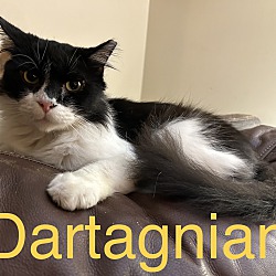 Photo of dartagnian