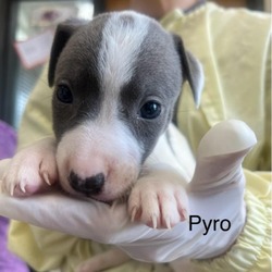 Photo of Pyro
