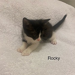 Thumbnail photo of Rocky #3