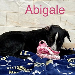 Thumbnail photo of Abigale🐾 #2