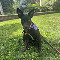 adopt a pet