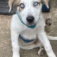 adopt a pet