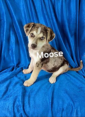 Elkton, MD - Australian Shepherd/Catahoula Leopard Dog. Meet Moose a