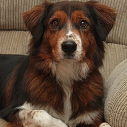 Wichita, KS - Australian Shepherd. Meet Sadie Anne a Pet for Adoption.