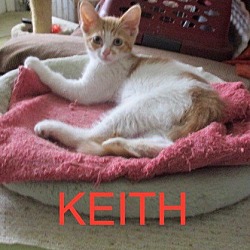 Thumbnail photo of KEITH-adopted 3-10-18 #1