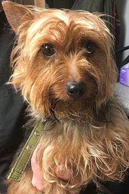 rescue silky terriers for adoption